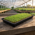 Trays and Domes